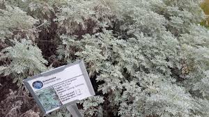 Image result for Artemisia sp.no.1