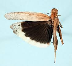 Image result for Dissotis caloneura