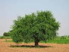 Is the mustard seed the smallest of all seeds? Mustard seed - CARM