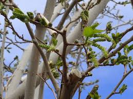 But some of them do produce seeds and are known as gymnosperm. Be Careful Where Planting Because Many Desert Trees Have Invasive Root Systems Las Vegas Review Journal