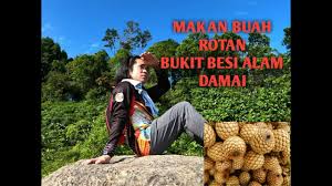 However, the trailhead is situated awkwardly next to a busy road, so it won't be possible to park at the side of the road to access the trail. Hiking Bukit Besi Alam Damai Makan Buah Rotan Youtube