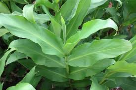 Image result for Hedychium coronarium