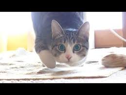 集中力が高い猫 ohagi has focus well youtube cats kittens and puppies cute cat gif