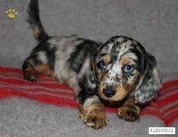 Should there not be any dachshund puppy listings shown, please complete the form accordingly to register your interest in buying an dachshund. Dapple Dachshund Puppies For Sale In Pa Petsidi
