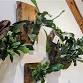 Living Art: Craft a Mounted Staghorn Fern event image