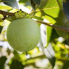 These don't produce pollen and therefore won't worsen your allergy. Pin On Fruit Trees