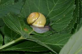 Weichtiere Nabu Ortsgruppe Winsen Luhe