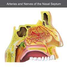 Maybe you would like to learn more about one of these? Sinus Tooth Pain Penn Dental Family Practice