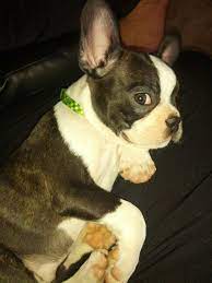 Sometimes, you may find dogs and puppies for free to a good. Frenchton French Bulldog Boston Terrier Mix Frenchton Dog Boston Terrier Blue French Bulldog Puppies