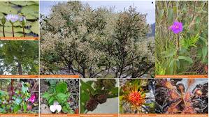 Image result for Olea chimanimani