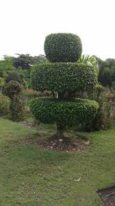 Jardin Botanique Des Cayes Haiti Outdoor Decor Outdoor Decor