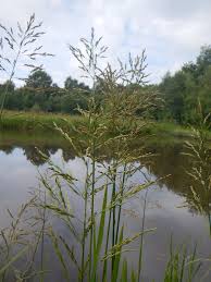 Image result for Glyceria fluitans