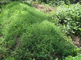 You'll see legumes leading the. Growing Lentils Plants Forum At Permies