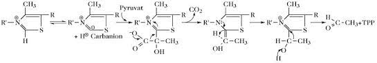 Request pdf | on sep 1, 2007, a. Thiaminpyrophosphat Lexikon Der Biochemie