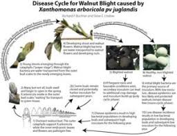 Image result for Walnut blight