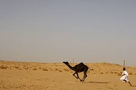 After a nice hot curry, it was back on the camels and further into the desert. Pin On T Shirts