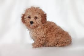 Farmina dog can prime puppy chicken 10 oz. Maltipoo Puppies In North Carolina Top 4 Breeders 2021 We Love Doodles