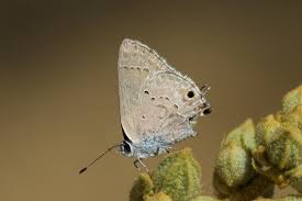 Image result for Strychnos mellodora