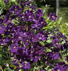 Maybe you would like to learn more about one of these? Clematis Romantica
