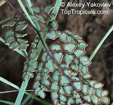 Image result for Pellaea dura