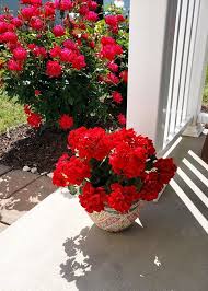 All our clients are privileged to have all their academic papers written from scratch. Uv Protected Indoor Outdoor Artificial Geranium Bush Artificial Flowers Outdoors Fake Flowers Flower Pots Outdoor