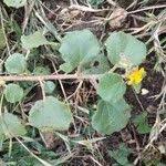 Image result for Triumfetta pentandra