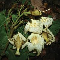 Image result for Fernandoa magnifica