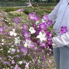 Image result for Agrostemma