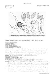 Image result for Uncinula necator