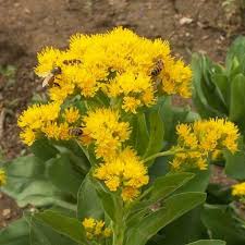 Image result for Alectra rigida