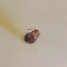 Rely on us for all your pest control this will allow you to maximize bed bugs control and eradication. Mother S Day Bed Bug Crisis Desert Termites