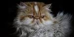 Persian Kittens for sale | Adorable persian Kittens | Cute ...