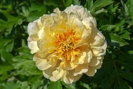 5 heads large peony arrangement in clear glass vase with faux water bouquet height : 15 Beautiful Varieties Of Peony
