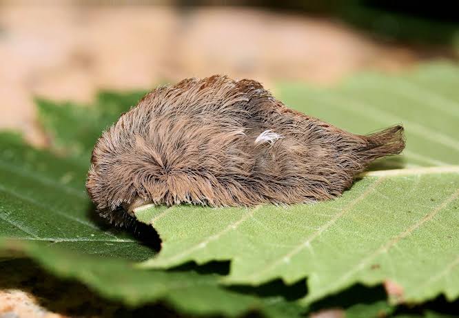 Toxic 'Toupee': Explaining the Most Venomous Caterpillar in the U.S. |  National Geographic