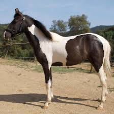 The history of the american indian horse is a long and colorful one. Marwari Horse Breed Information History Videos Pictures