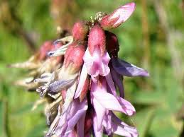 Image result for Astragalus atropilosulus