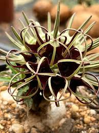 Image result for Ochna macrocalyx