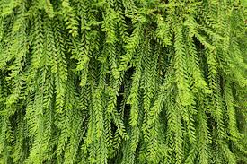 Image result for Phyllanthus paxii