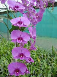 Dendrobium Bigibbum Cooktown Orchid World Of Flowering Plants Planting Flowers Indoor Flowering Plants Orchids
