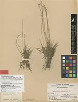 Image result for Eriocaulon abyssinicum