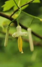 Image result for Alangium chinense