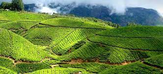 Now, apply for tamil nadu pass as per the category. Munnar In Kerala Close To The Tamilnadu Kerala Border Accessible From Madurai Or Cochin One Cool Places To Visit Best Honeymoon Destinations Holiday Tours