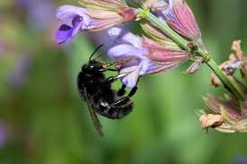 Image result for Bombus ruderatus