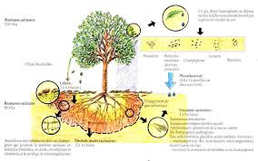 Mycorhizes Boosteurs De Croissance Pour Vos Arbres Et Vos Legumes Permaculture Arbre Jardin Permaculture