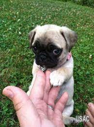 As of january 1, 2020 the group is now a social page where colorado pug lovers and cpr alumni. Pugs For Sale Pug Puppies For Sale Pugs For Sale Near Me Cheap Pets For Sale In Denver Colorado Usadscenter Com Mobile 212901