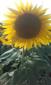Pin By La Ele 83 On In Particolare I Girasoli Sunflower Plants My Love