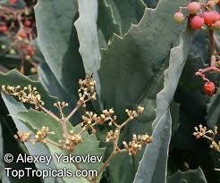 Image result for Cyphostemma barbosae