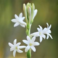 Pepeling sunda dalam bahasa indonesia artinya adalah nasehat. Pokok Bunga Harum Sundal Malam Tuberose Flower Shopee Malaysia