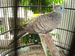 Maybe you would like to learn more about one of these? Harga Burung Perkutut Terbaru Agustus 2020