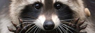 Raccoon Symbolism Dreams And Totems Spirit Animal Totems